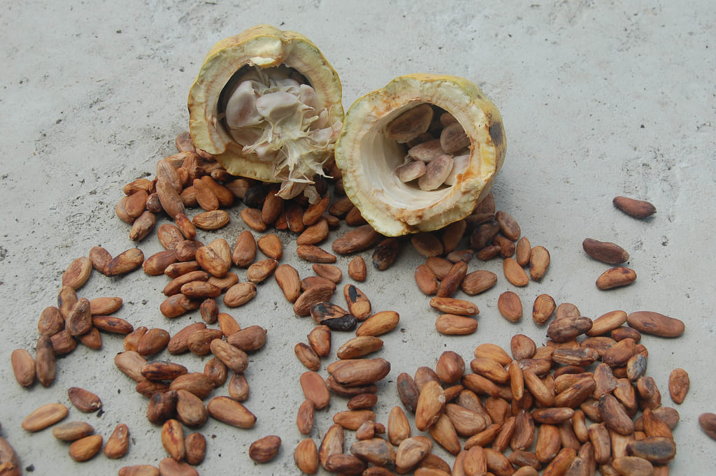 chicchi di cacao